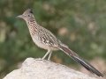 Greater Roadrunner