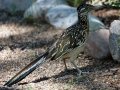 Greater Roadrunner