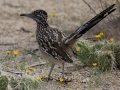Greater Roadrunner