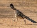 Greater Roadrunner - Dairy Mart Rd. - South Pond