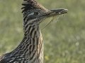 Greater Roadrunner