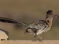 Greater Roadrunner