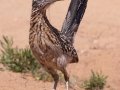 Greater Roadrunner