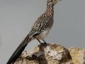 Greater Roadrunner