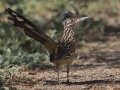 Greater Roadrunner