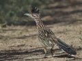 Greater Roadrunner