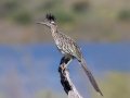 Greater Roadrunner