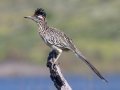 Greater Roadrunner