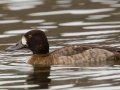 Greater Scaup - Lake Murray