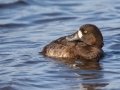 Greater Scaup - Lake Murray