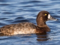 Greater Scaup - Lake Murray