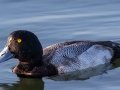 Greater Scaup