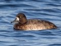 Greater Scaup - Lake Murray