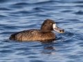 Greater Scaup - Lake Murray