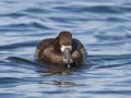 Greater Scaup - Lake Murray
