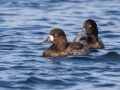 Greater Scaup with Lesser Scaup in background for comparison - Lake Murray