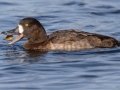 Greater Scaup - Lake Murray