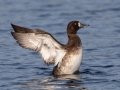 Greater Scaup - Lake Murray
