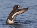 Greater Scaup - Lake Murray