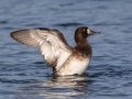 Greater Scaup - Lake Murray