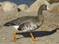 Greater White-fronted Goose