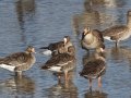 Greater White-fronted Goose