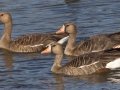 Greater White-fronted Goose