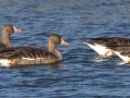 Greater White-fronted Goose
