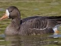Greater White-fronted Goose