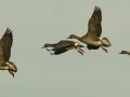 Greater White-fronted Goose