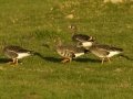 Greater White-fronted Goose