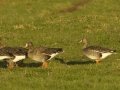 Greater White-fronted Goose