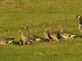 Greater White-fronted Goose