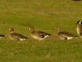 Greater White-fronted Goose