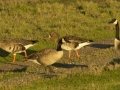 Greater White-fronted Goose