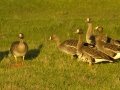 Greater White-fronted Goose