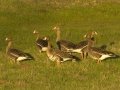 Greater White-fronted Goose