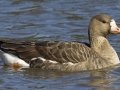 Greater White-fronted Goose