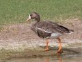 Greater White-fronted Goose