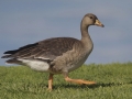 Greater White-fronted Goose - Juvenile