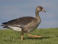 Greater White-fronted Goose - Juvenile