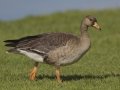 Greater White-fronted Goose - Juvenile