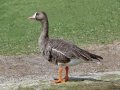 Greater White-fronted Goose