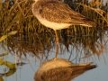 Greater Yellowlegs