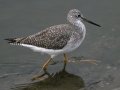 Greater Yellowlegs