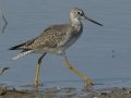 Greater Yellowlegs