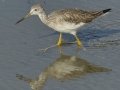 Greater Yellowlegs