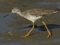 Greater Yellowlegs