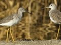 Greater Yellowlegs