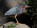 Green Heron